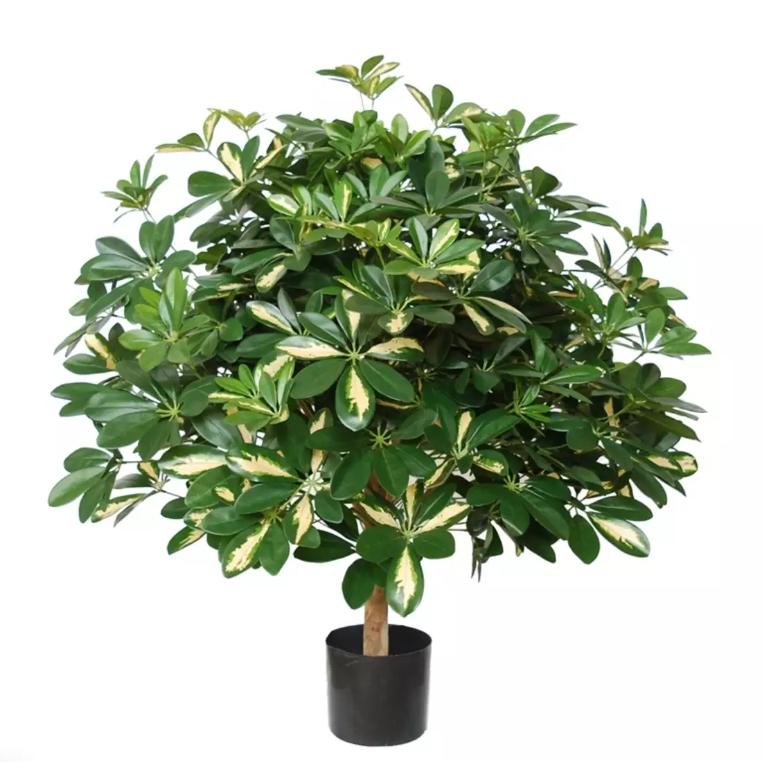 Schefflera Plant w pot 80 cm Green Yellow 5518GYE