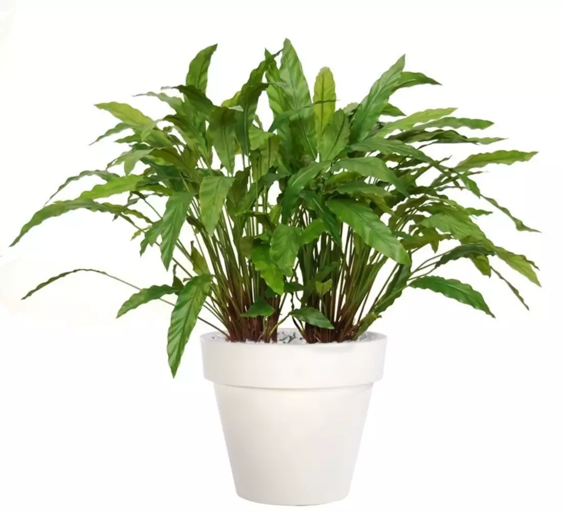 Calathea Bush Lux 100 cm Green V5415002