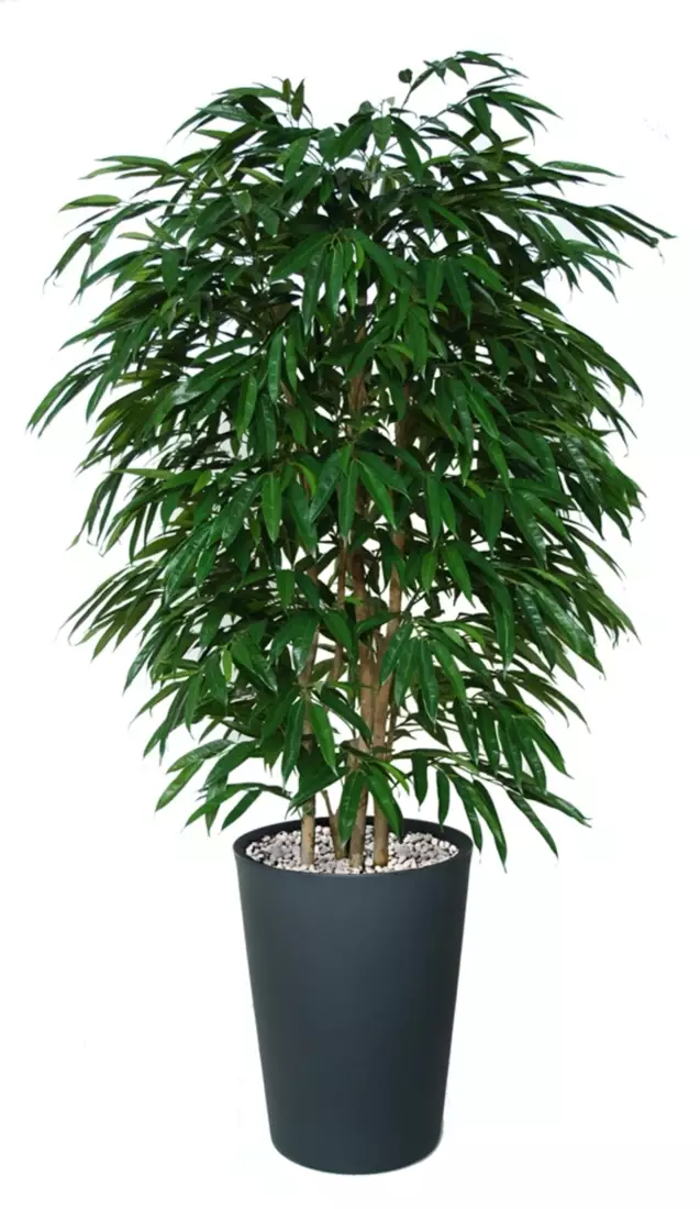 Longifolia Boschetto 210 cm Green V1058001