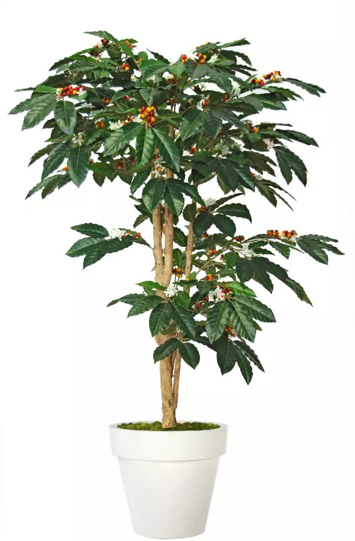 Coffee Florida Tree 150 cm Green V1077008