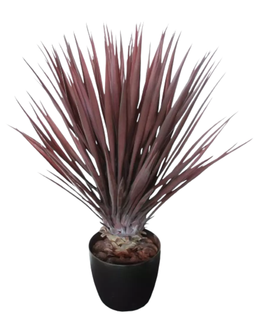 Yucca_Linearis_Bush_80_cm_Burgundy_4233B01-removebg-preview