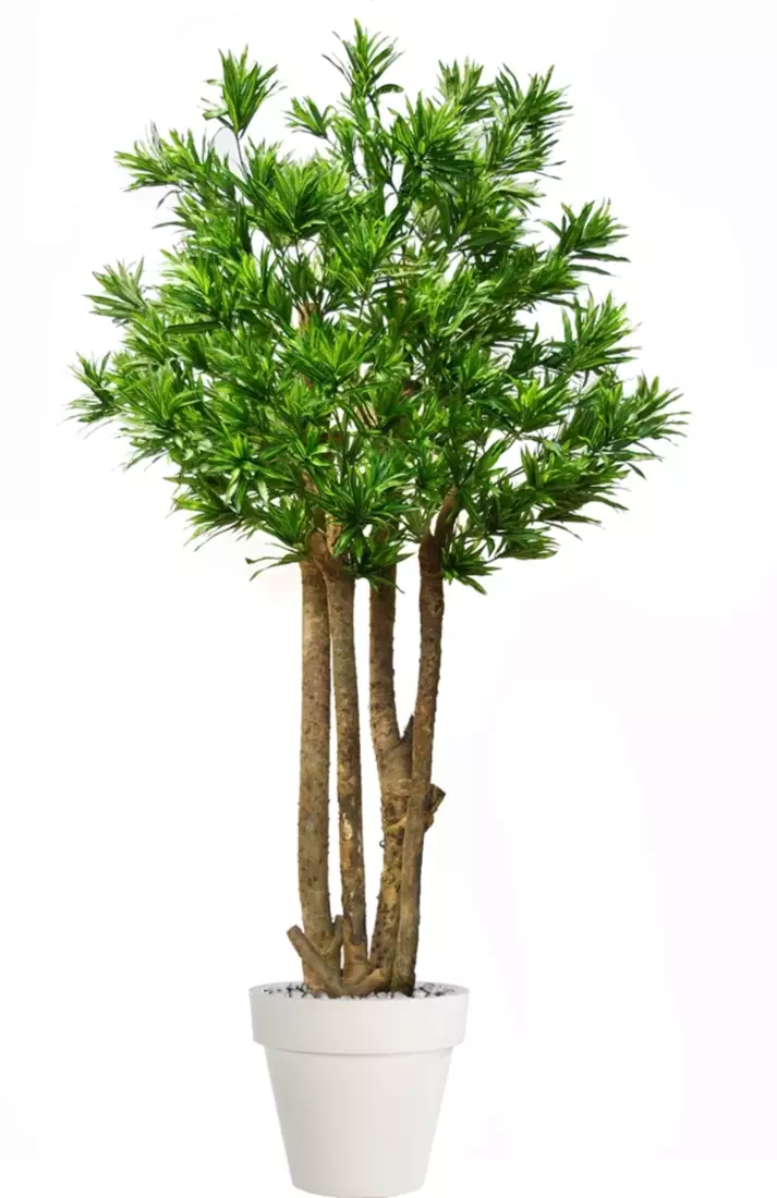 Dracaena Reflexa Exotica 280 cm Green 4008A36