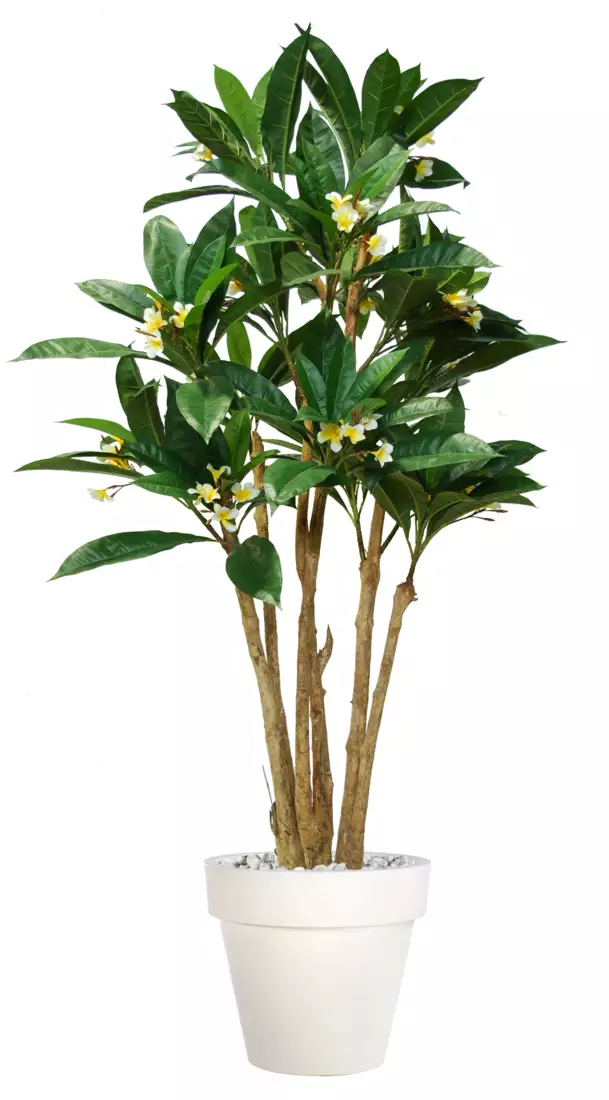 Plumeria Florida 240 cm Green Cream V1082002