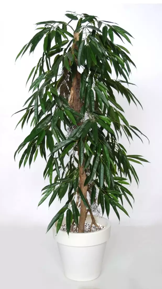 Longifolia Pendula 160 cm Green 1058026