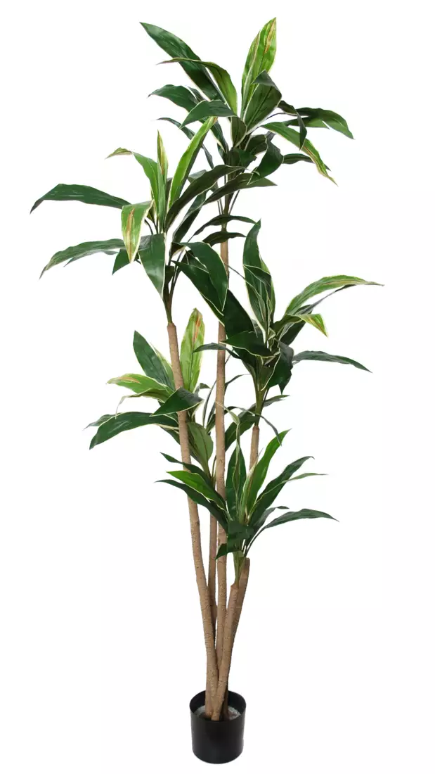 Cordyline Tree w pot 200 cm Green Yellow 5546GYE