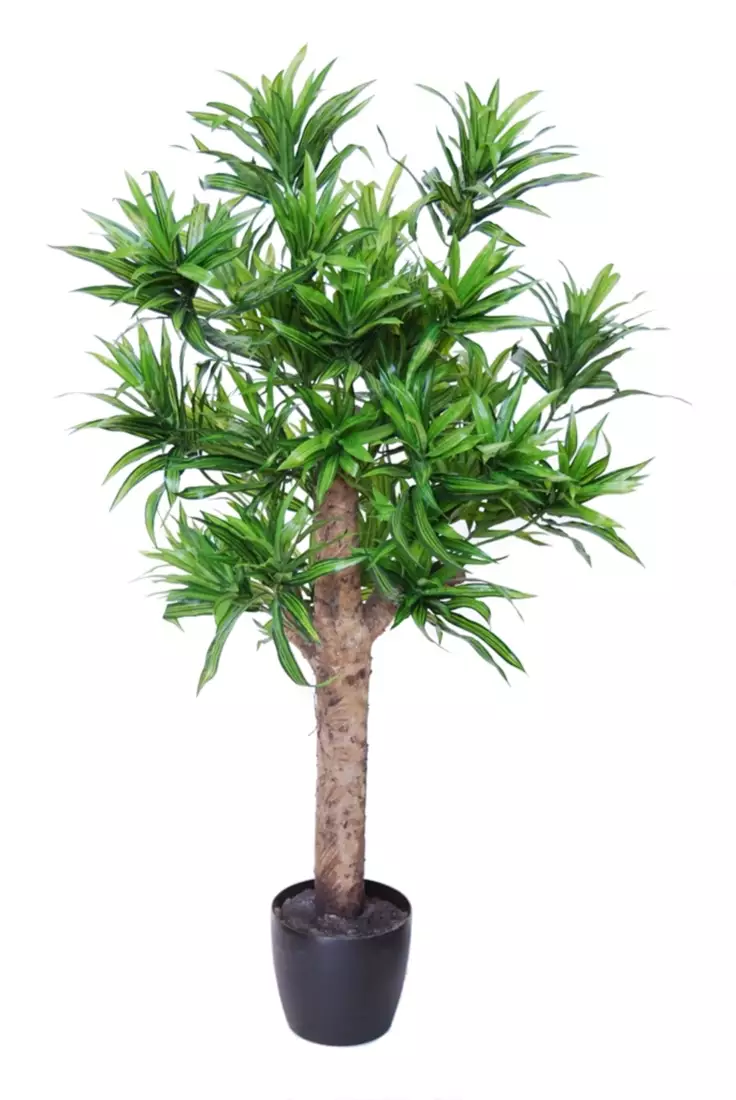 Dracaena Reflexa Plant 120 cm Green 4008A33