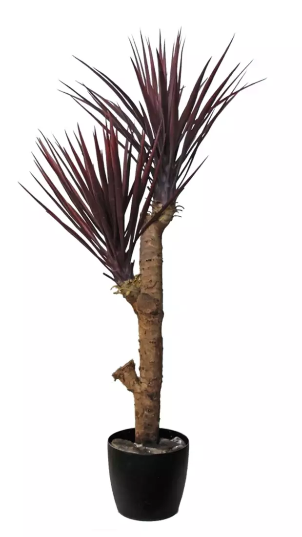 Yucca Linearis Plant 120 cm Brugundy 4231B02