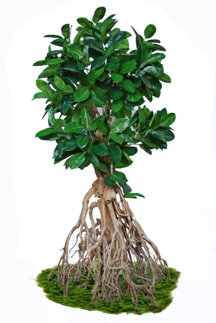 Ficus Elastica Root Giant 260 cm Green 5426007