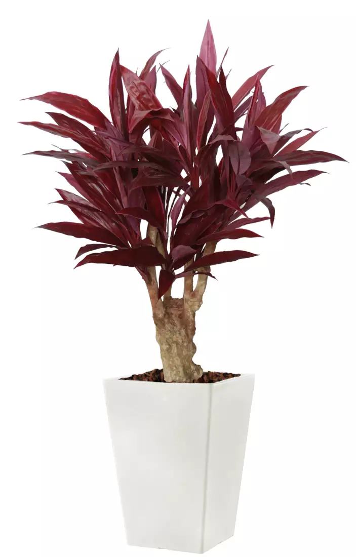 Cordyline Crown Mini 160 cm Red V1076004