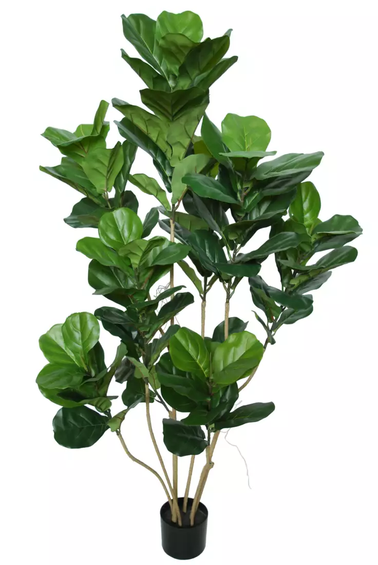 Ficus Lyrata Flexy w pot 150 cm Green 5622GRN