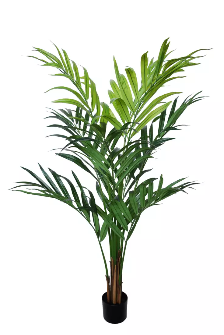 Areca Palm w pot 160 cm Green 5670GRN