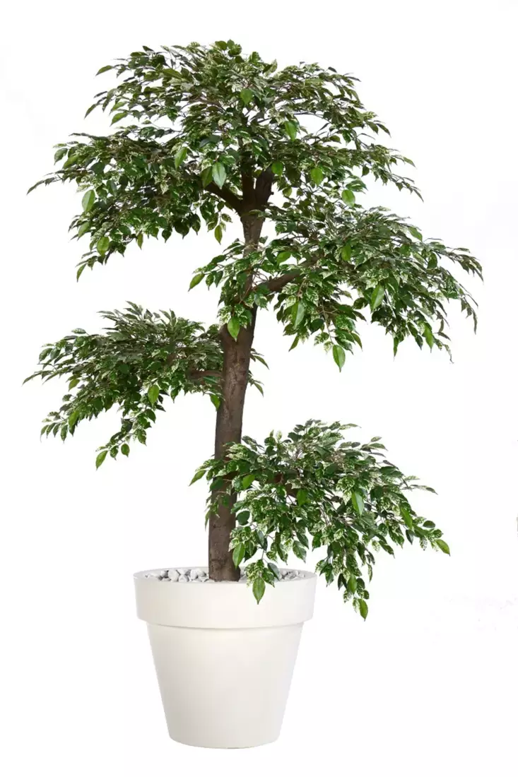 Ficus Nitida Florence Step Tree 200 cm Variegated V1098V02