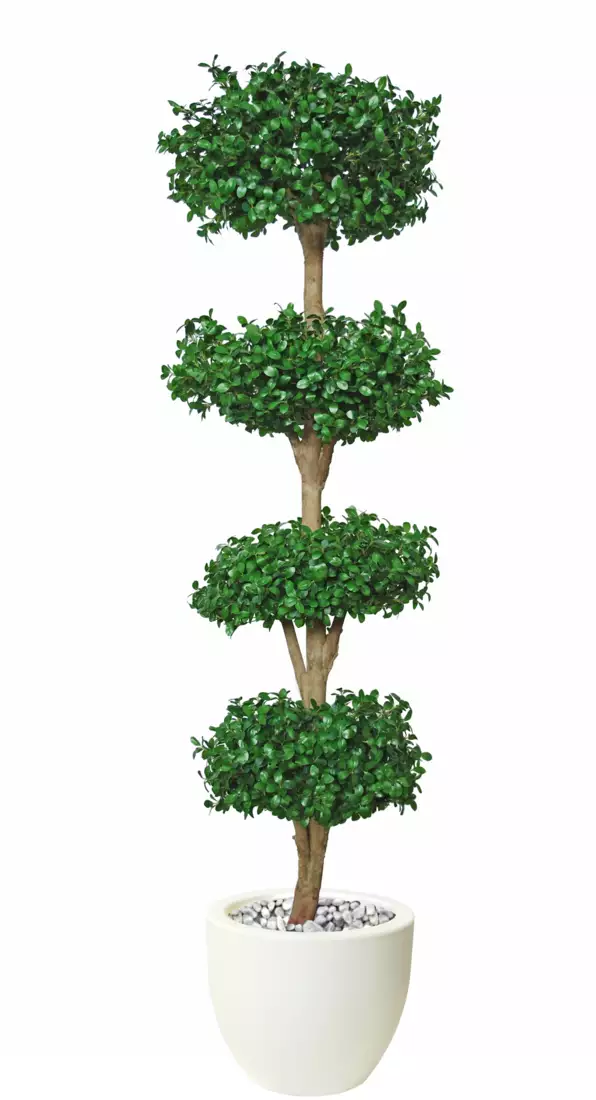 Ilex Modus Tree 220 cm Green V1105003