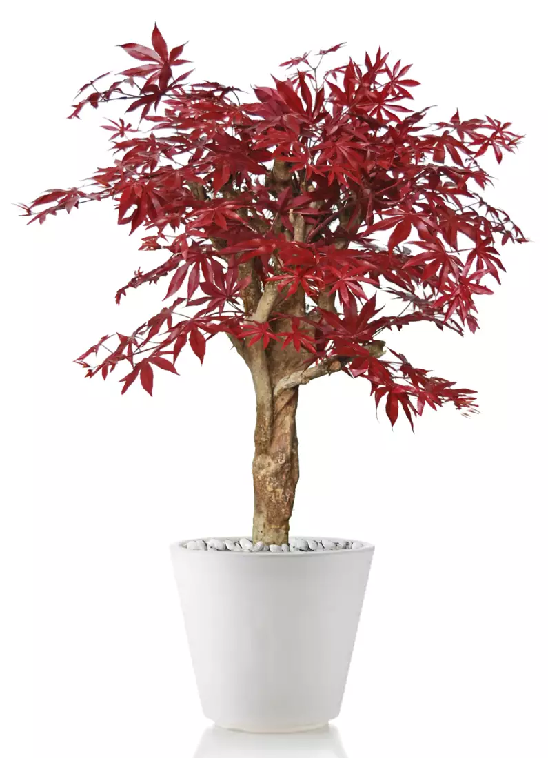 Maple Robustina 100 cm Burgundy V1046B55