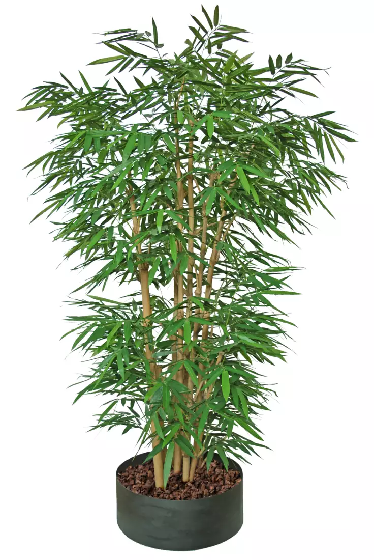 Bamboo Giant Boschetto Ø150 h 260 cm Green V1045003