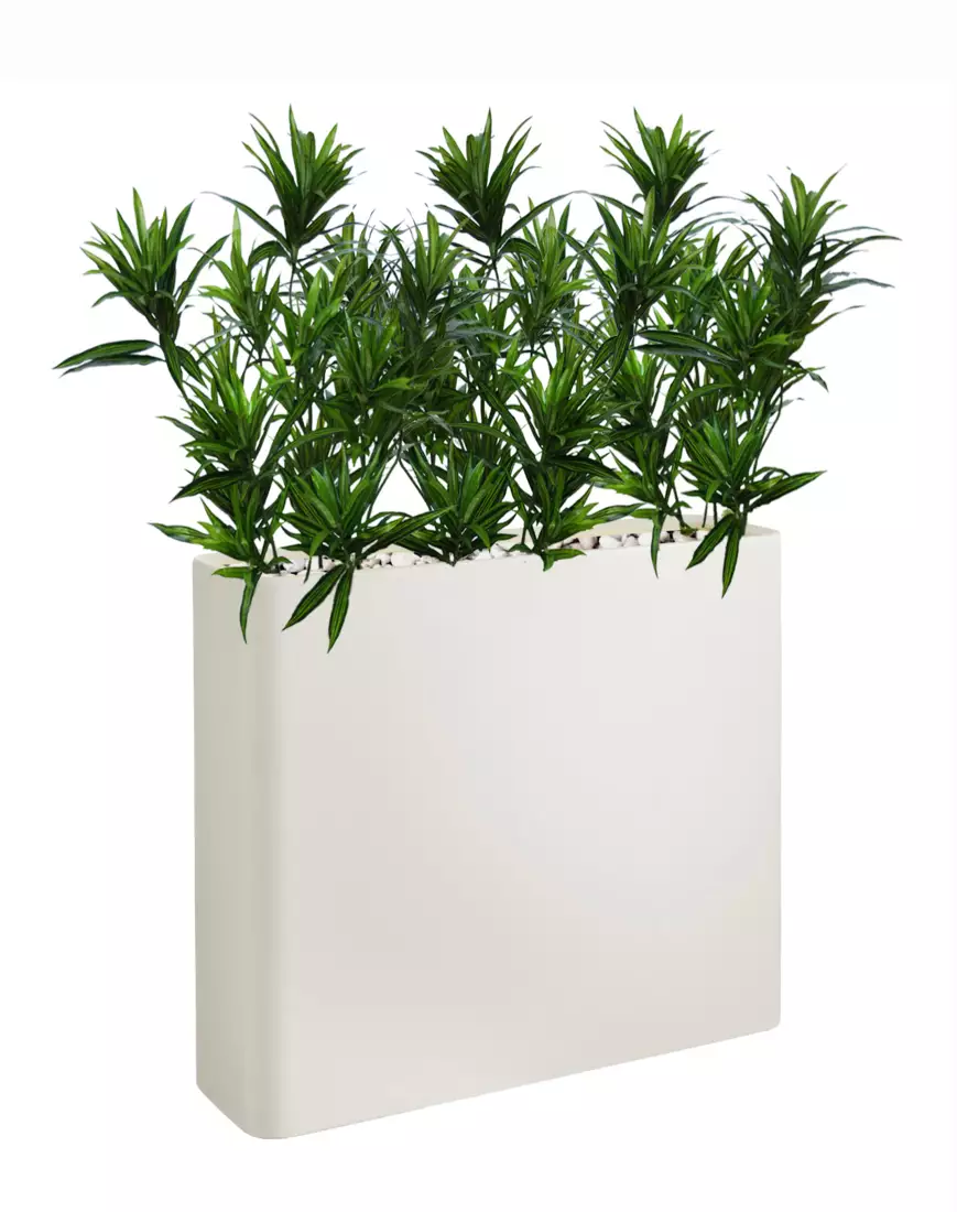 Dracaena Reflexa Fence 1 m lin 130 cm Green V4008A31