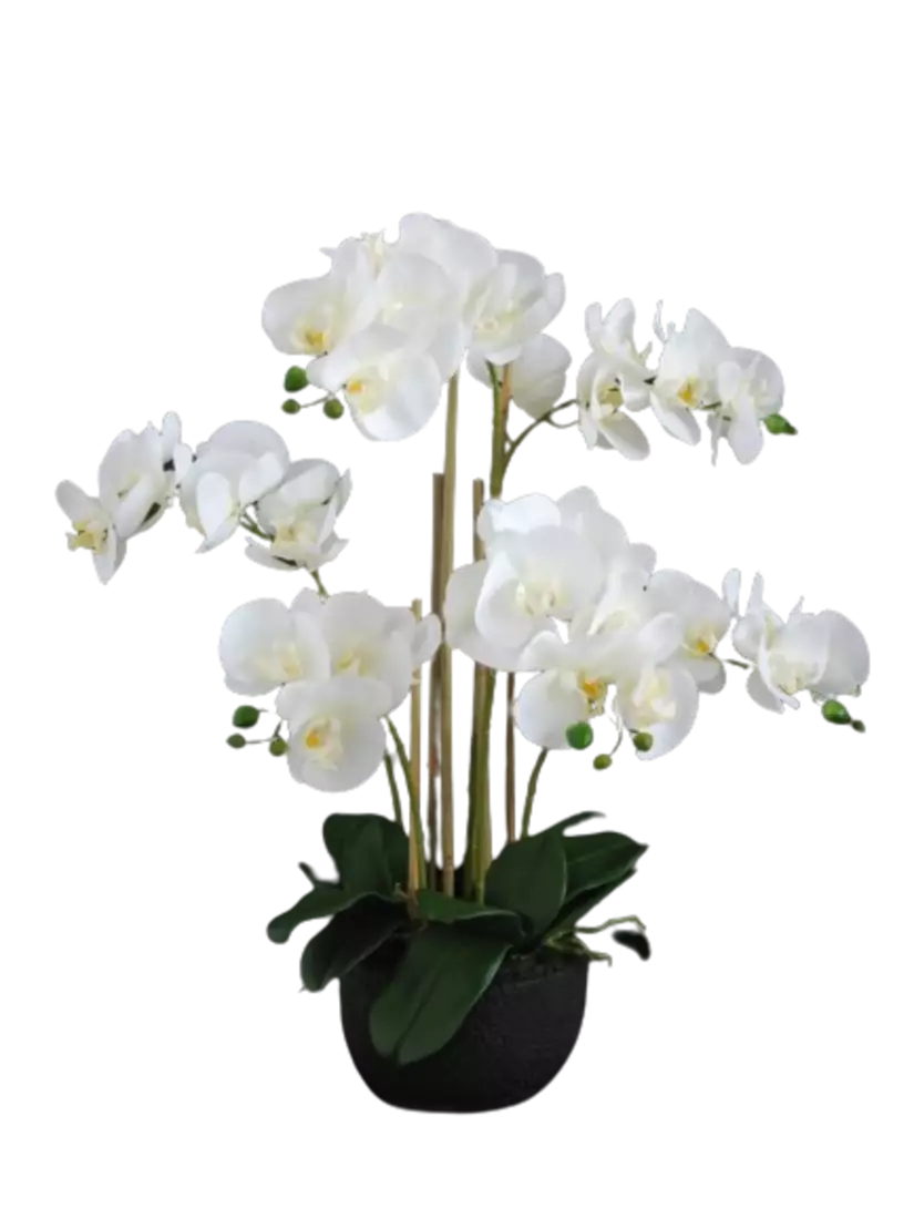 Orchid_Phalaenopsis_Foam_Base_70_cm_White_5684WHT-removebg-preview