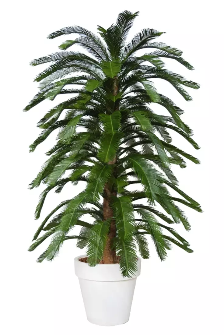 Cycas Florida 230 cm Green V4222A16