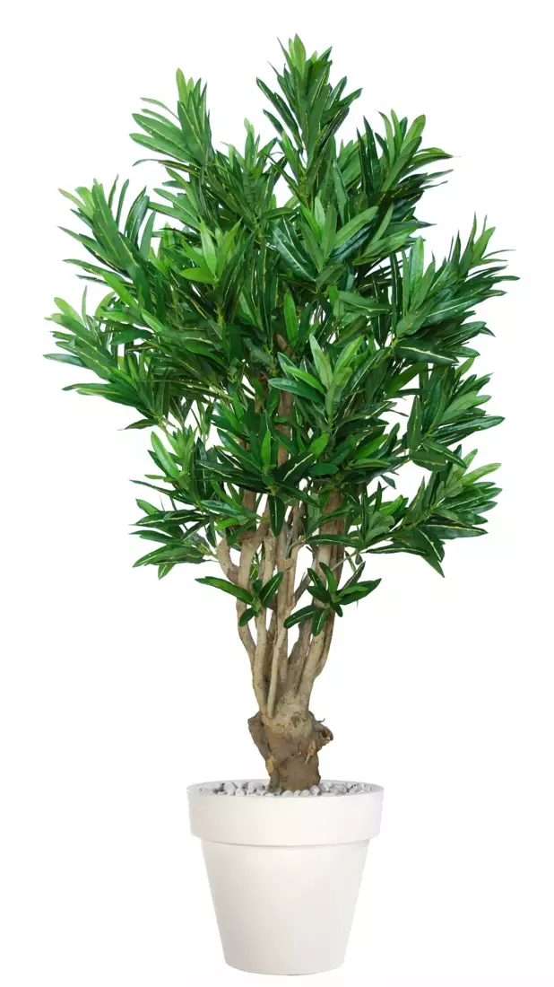 Croton California Malabar 150 cm Green Yellow 1078005