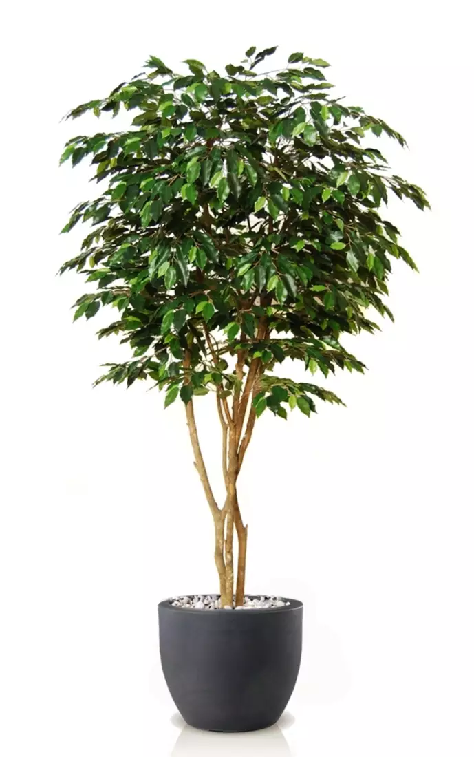 Ficus Exotica Designer 220 cm Green V1049037