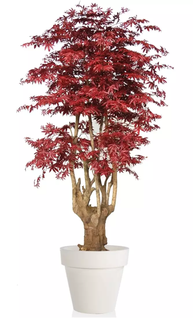 Maple Malabar Lux 250 cm Burgundy V1046B36