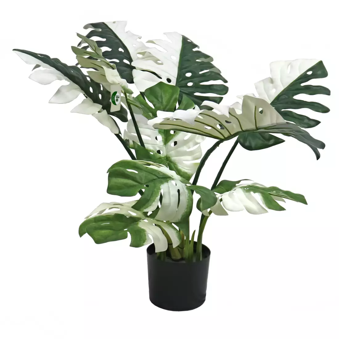 Monstera Deliciosa Plant w pot 85 cm Green White 5640GRW