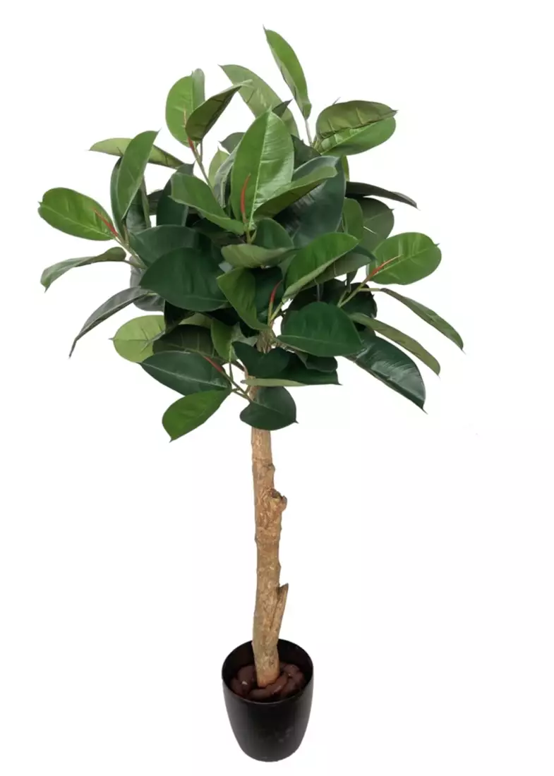 Ficus Elastica Topiary 150 cm Green 5426013