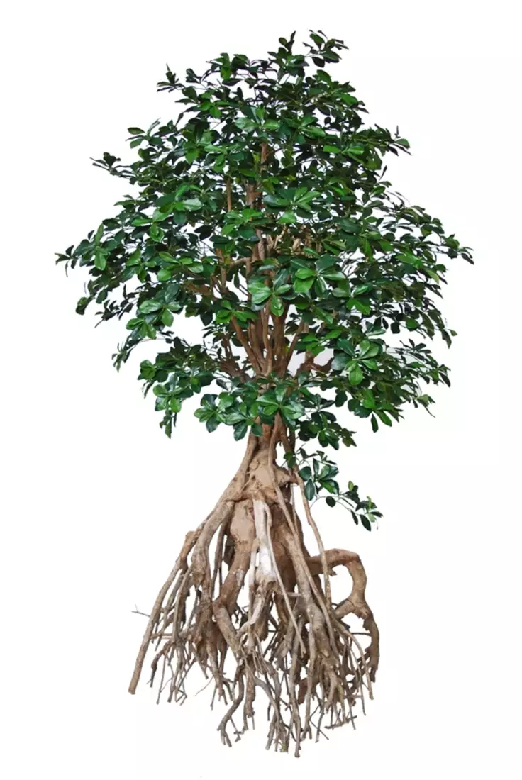 Buxifolia Root Giant 250 cm Green  1095G18