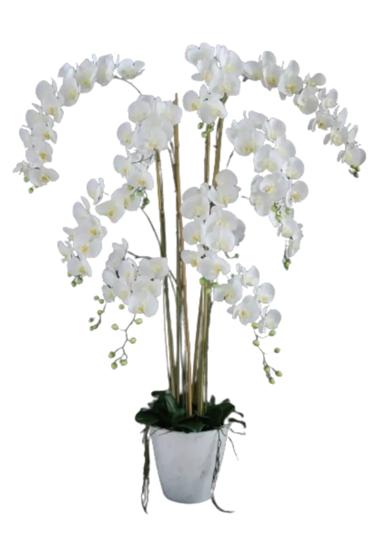 Orchid_Phalaenopsis_Fiber_Pot_160_cm_White_5683WHT-removebg-preview