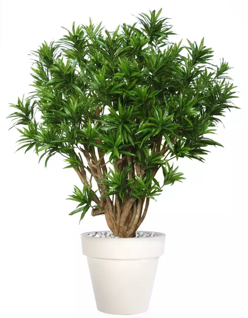 Dracaena Reflexa Robusta 180 cm Green V4008A24