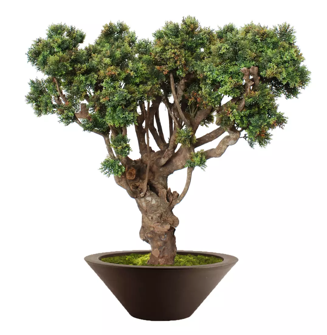 Boxwood Mini Robusta 120 cm V5639002