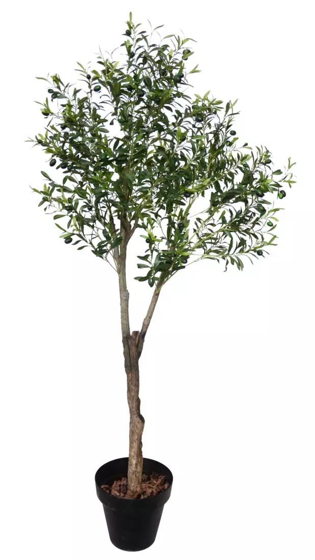 Olive Plant 200 cm Green 5696001