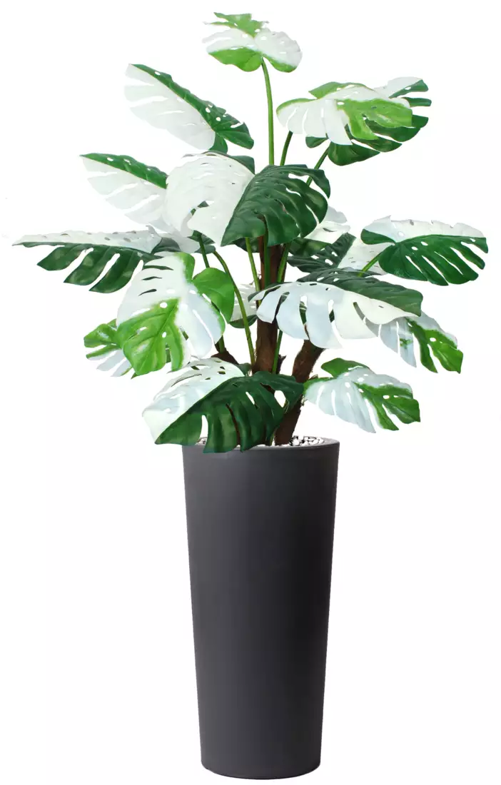 Monstera Deliciosa Bush 190 cm Green White V5641001