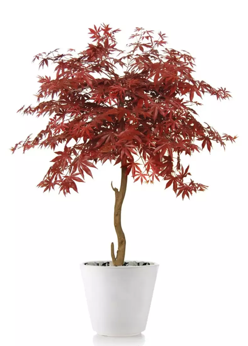 Maple Topiary 120 cm Burgundy V1046B42