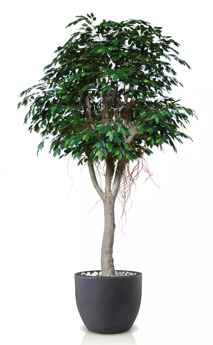 Ficus Exotica Florence d 150 h 320 cm Green 1049054