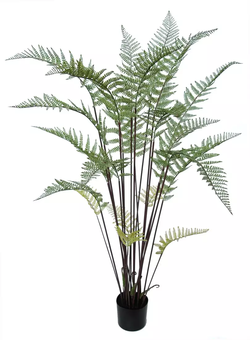 Fern Tree w pot 155 cm Green 5573GRN