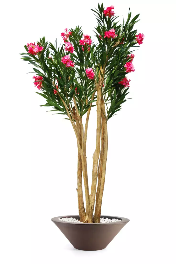 Oleander Florida 240 cm Pink V1079003