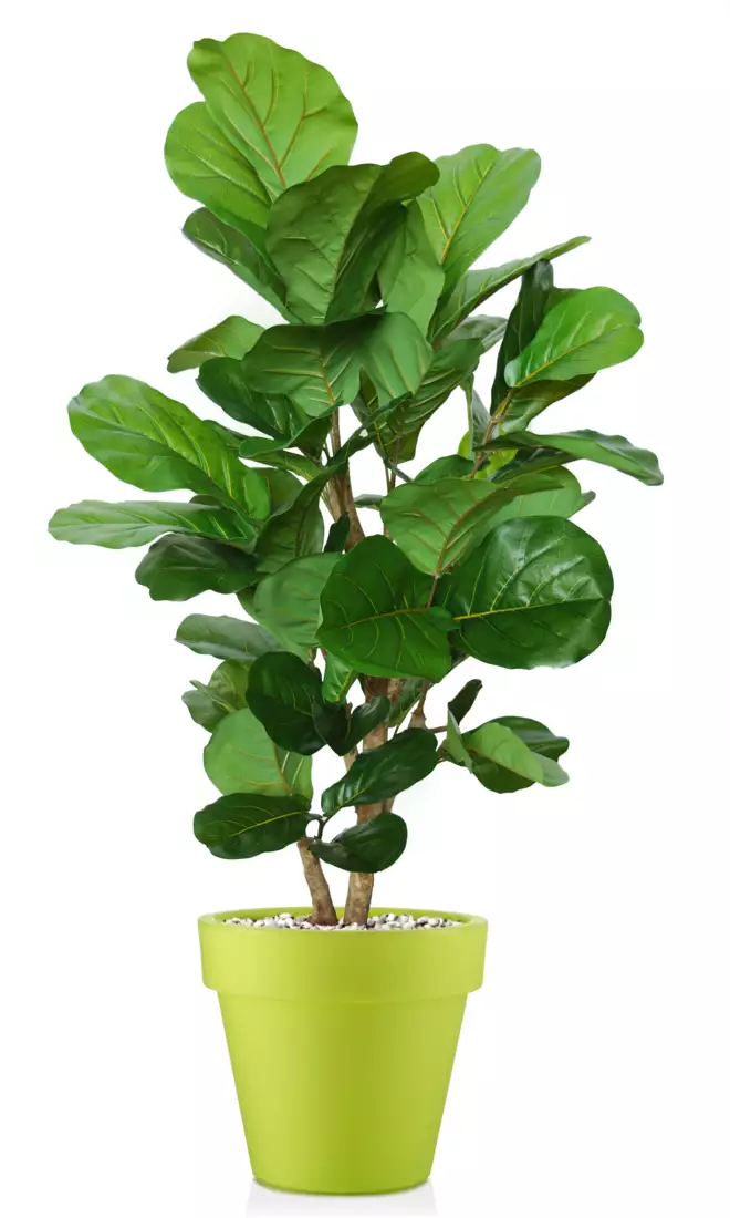 Ficus Lyrata Wild Step Tree 150 cm Green V1100004