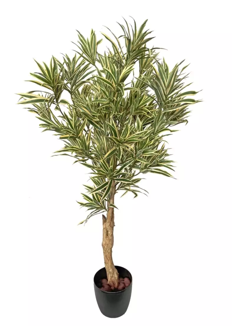 Dracaena Reflexa Topiary 150 cm Variegated 4009A40