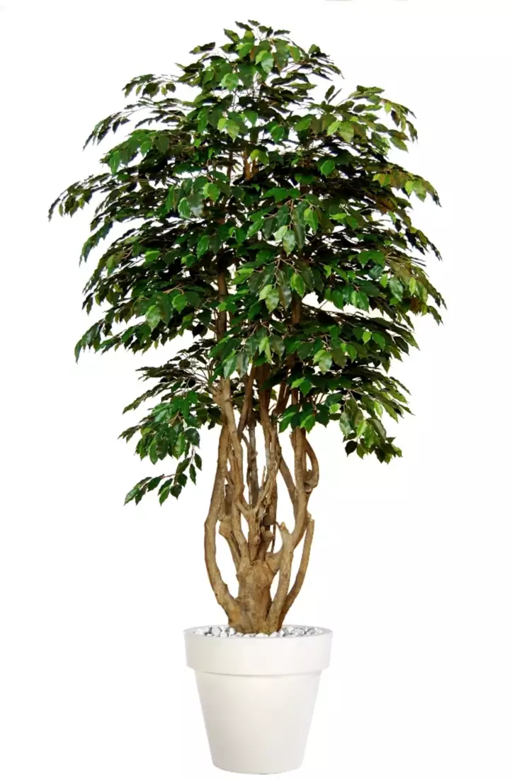 Ficus Exotica Malabar Lux 250 cm Green V1049038