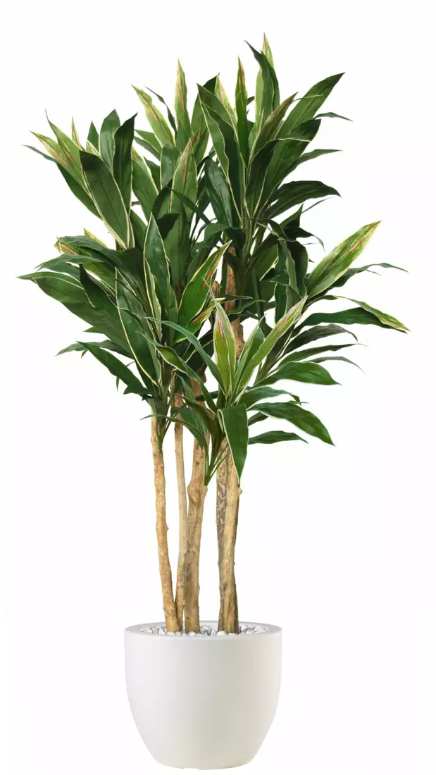 Cordyline Florida 200 cm Variegated V5416007