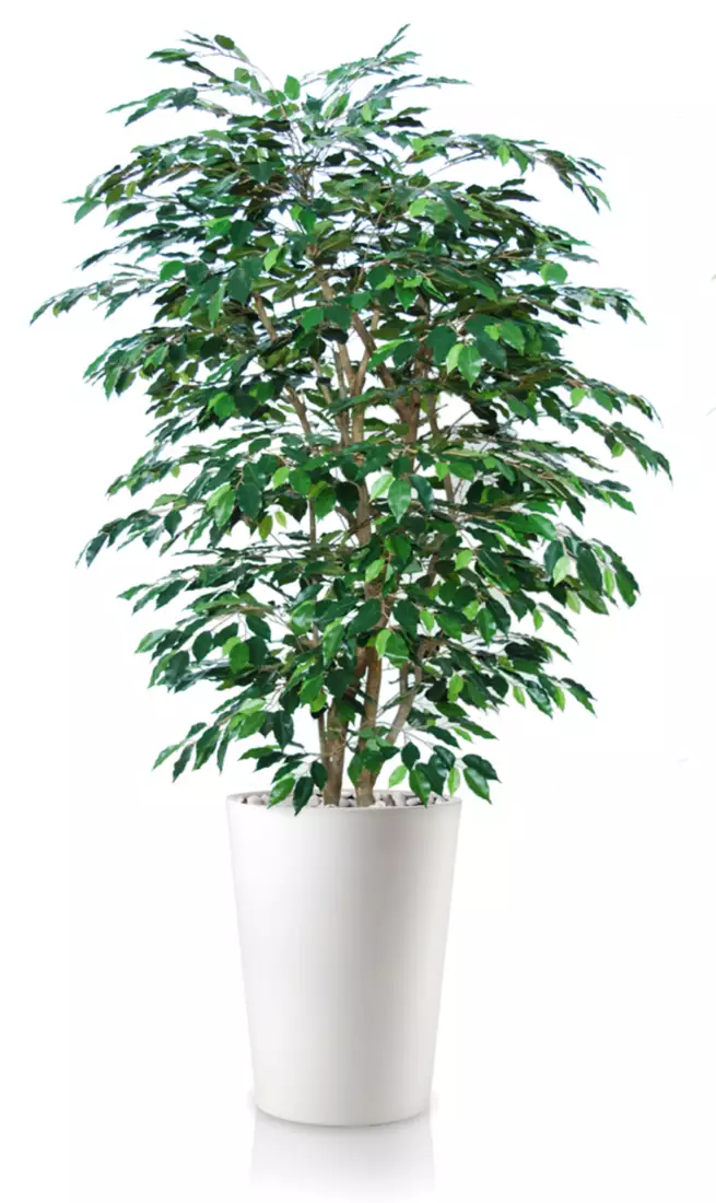 Ficus Exotica Boschetto 210 cm Green V1049022