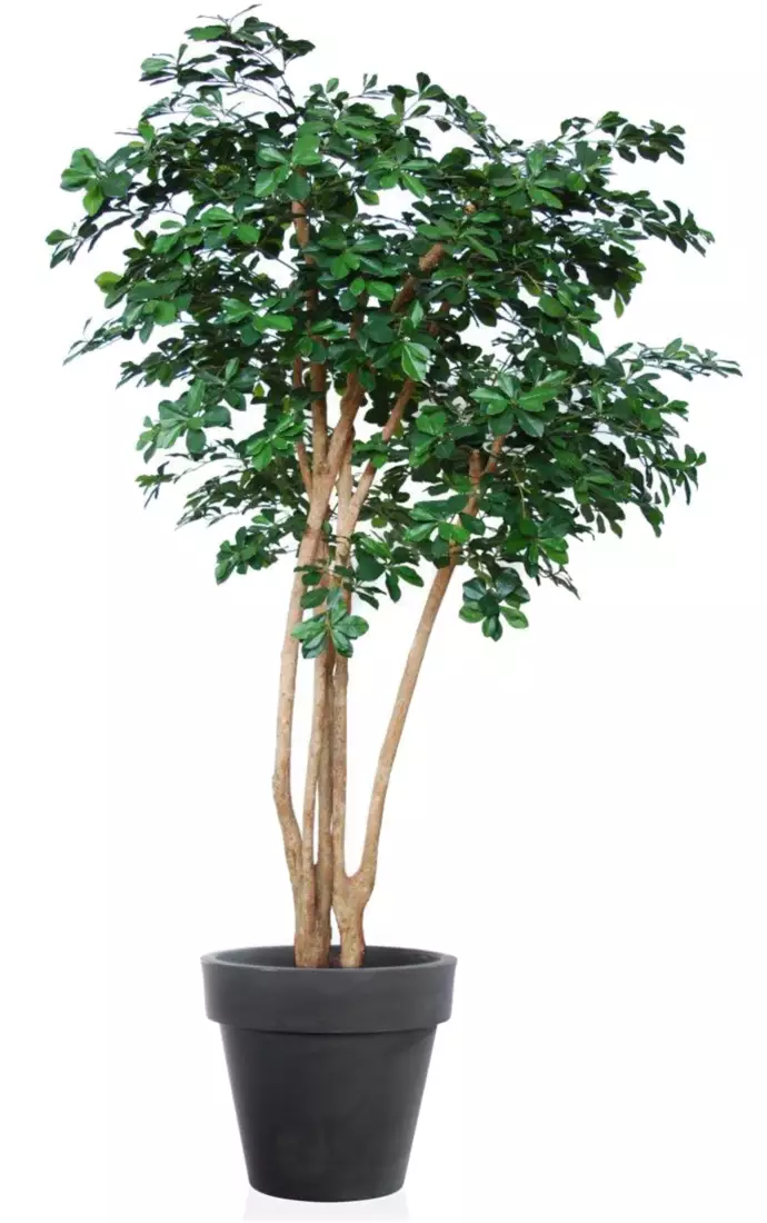 Buxifolia Florida 220 cm Green V1095G23