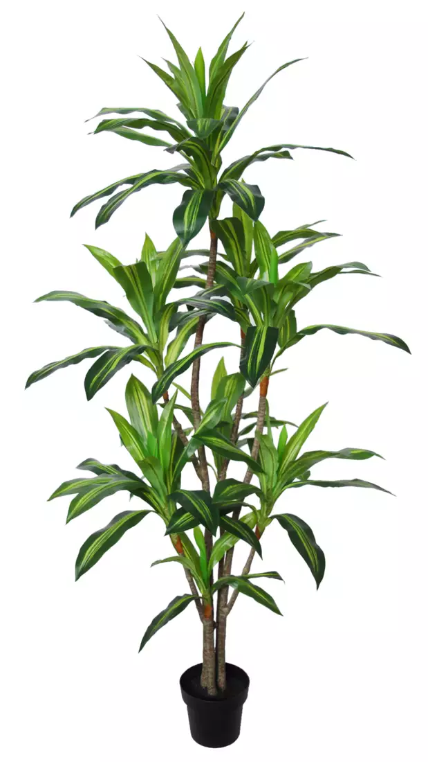 Dracaena Fragrance w pot 190 cm Variegated 5675VAR