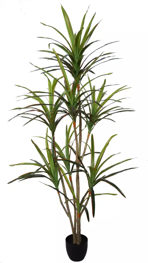 Dracaena Marginata Bicolor w pot 190 cm Grd 5689GRD