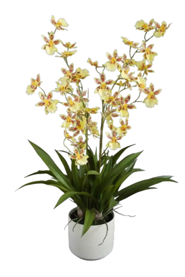 Orchid_Dancing_Fiber_Pot_70_cm_Yellow_5681YEL-removebg-preview