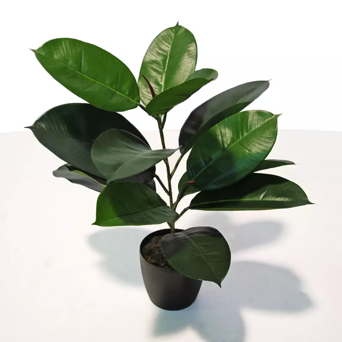 Ficus Elastica Bush 60 cm Green 5426001