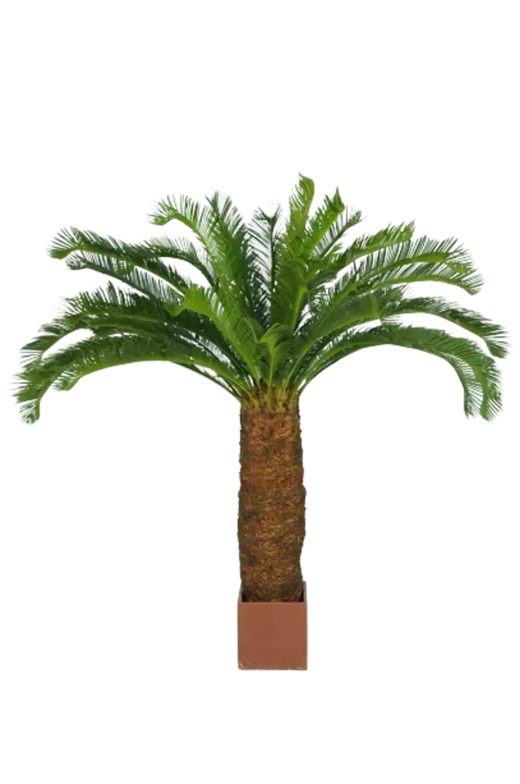 Cycas_Palm_w_pot_160_cm_Green_5405GRN-removebg-preview