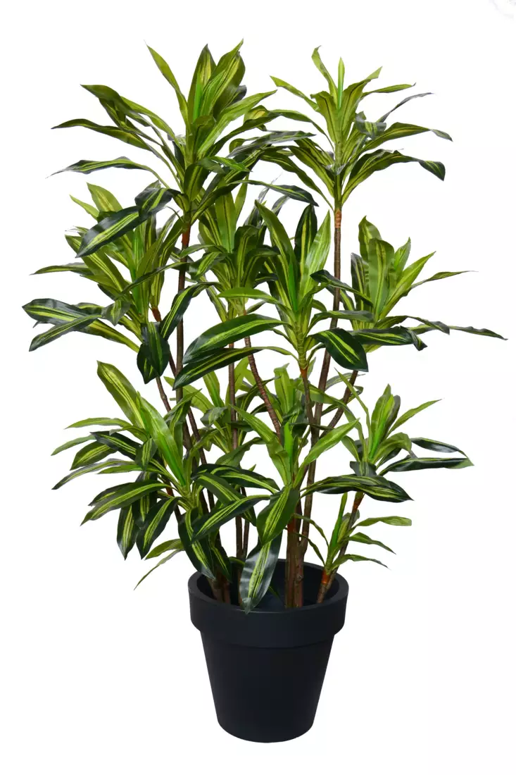 Dracaena Fragrance Lux 190 cm Variegated V5675001