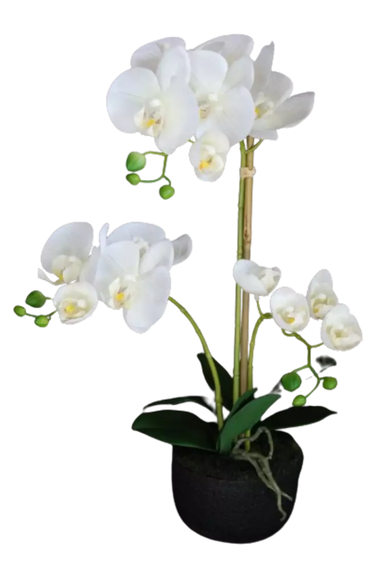 Orchid_Phalaenopsis_Foam_Base_50_cm_White_5686WHT-removebg-preview